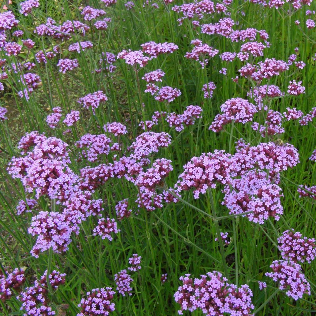 Werbena patagońska - Verbena bonariensis