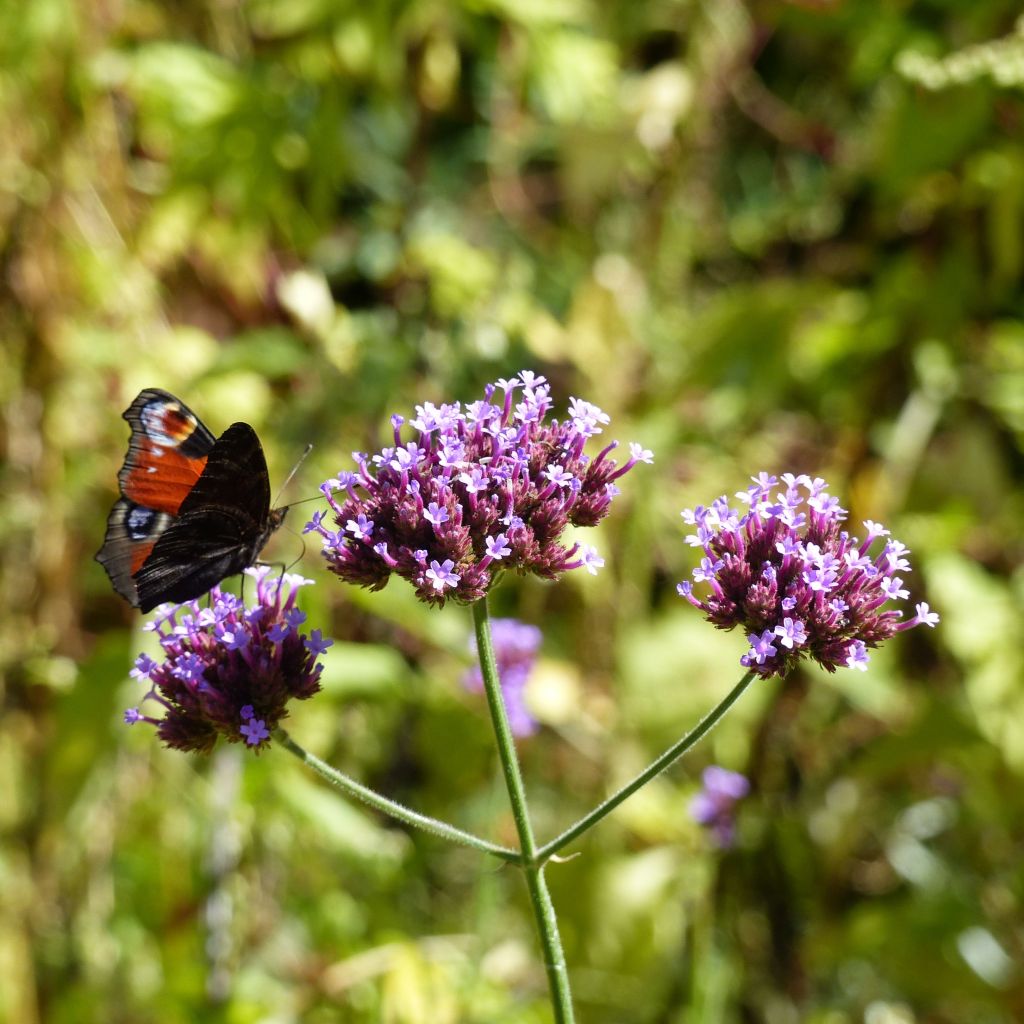 Werbena patagońska - Verbena bonariensis