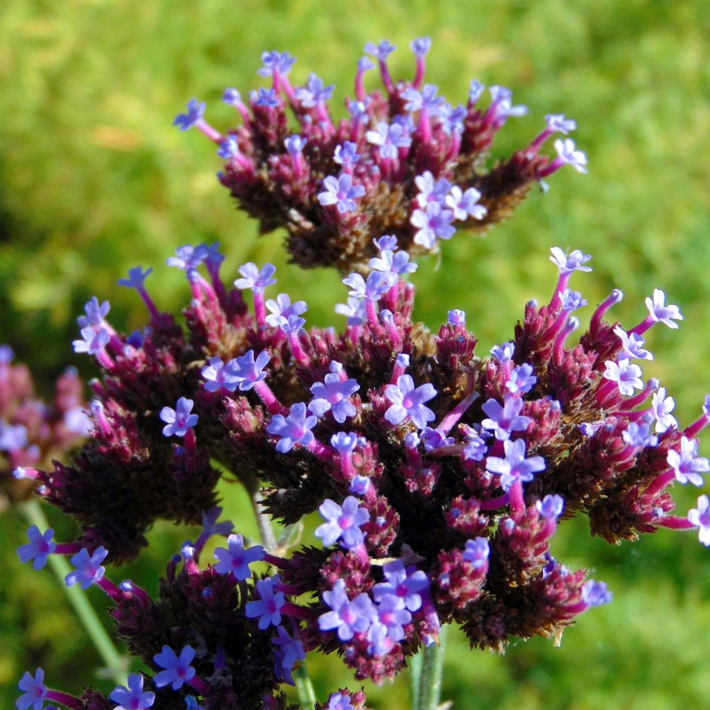Werbena patagońska - Verbena bonariensis