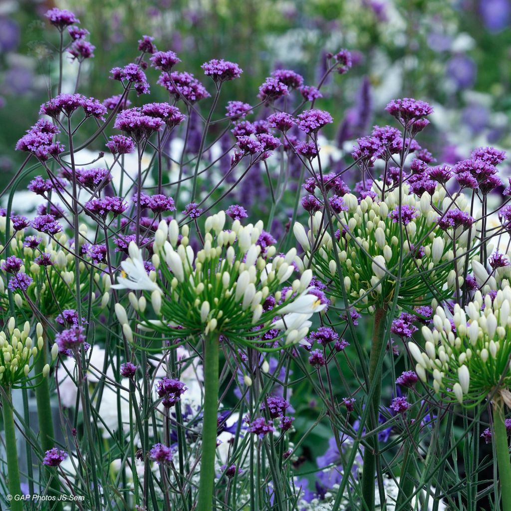 Werbena patagońska - Verbena bonariensis