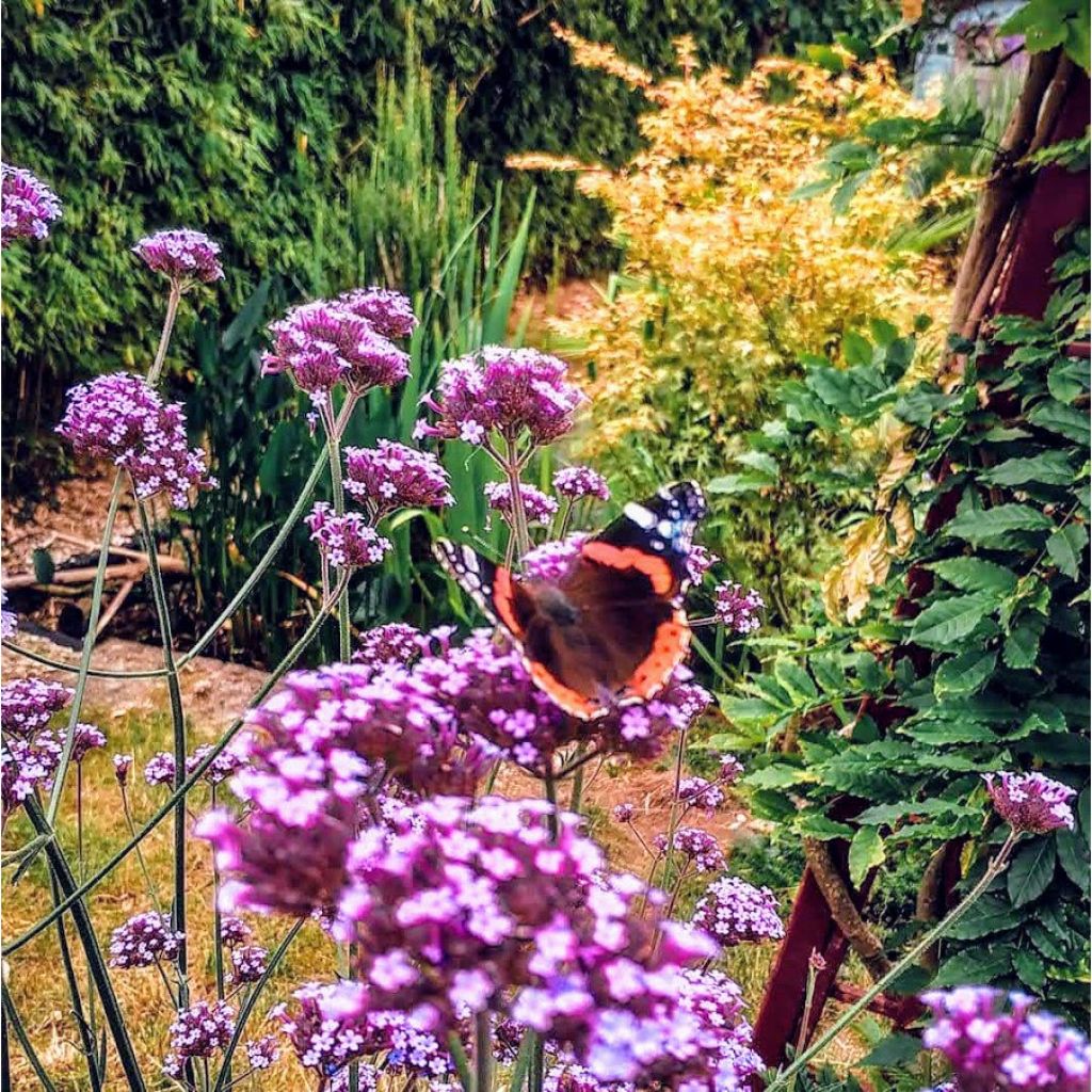 Werbena patagońska - Verbena bonariensis