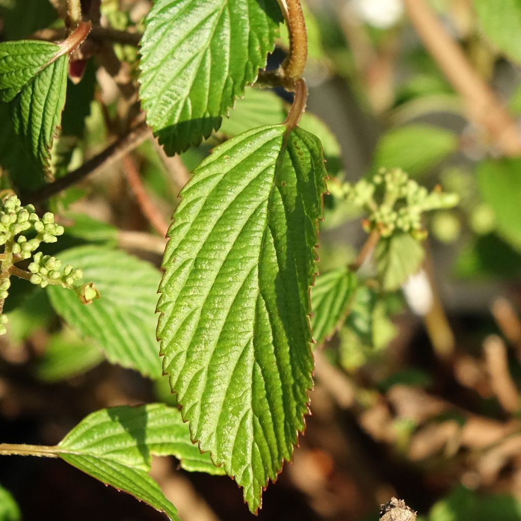 Kalina japońska Shirogami