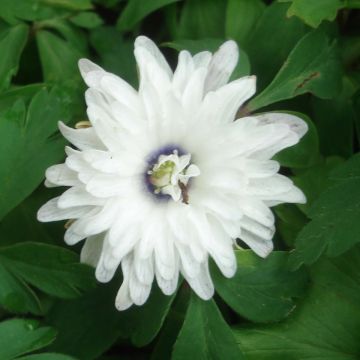 Zawilec gajowy Blue Eyes