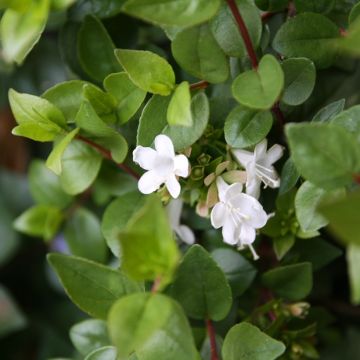 Abelia Little Richard