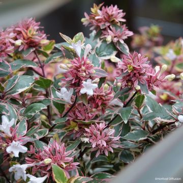 Abelia wielkokwiatowa Psykedelik