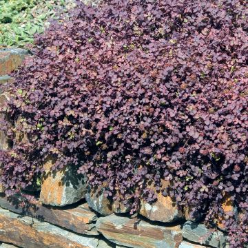 Acena bezbronna Purpurea