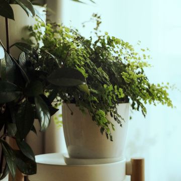 Adiantum Fritz Lüthi