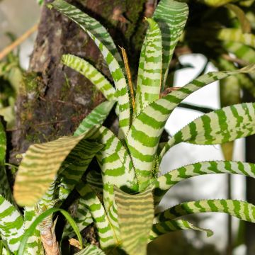 Aechmea chantinii Rebecca - Echmea