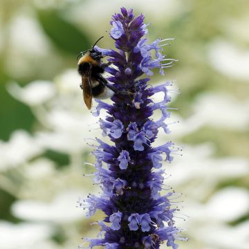 Kłosowiec pomarszczony Blue Fortune
