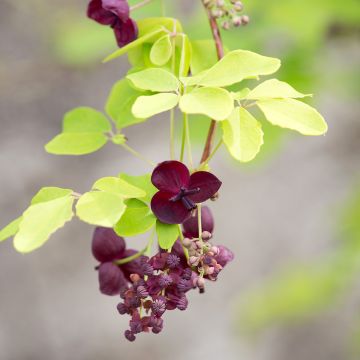 Akebia pięciolistkowa - Akebia quinata