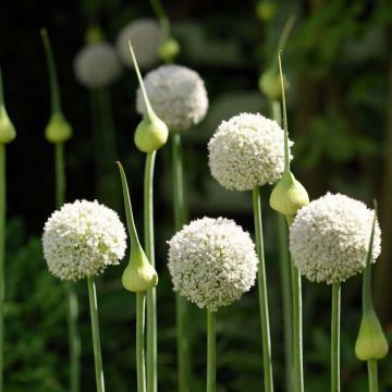 Allium ampeloprasum White Cloud - Czosnek słoniowy