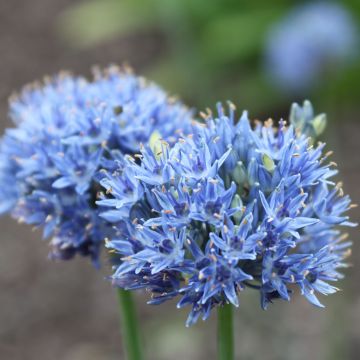 Allium caeruleum - Czosnek błękitny