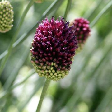 Allium sphaerocephalon - Czosnek główkowaty
