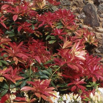 Pieris himalajski - Pieris formosa var. forrestii