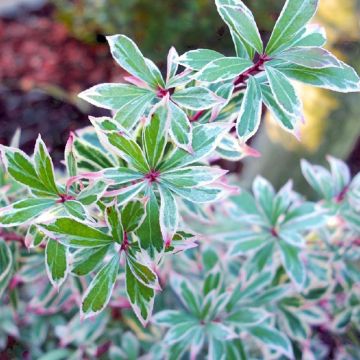Pieris japoński Little Frosty