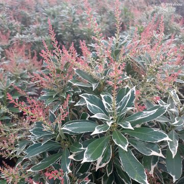 Pieris japoński Polar passion