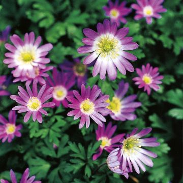 Zawilec grecki Violet Star