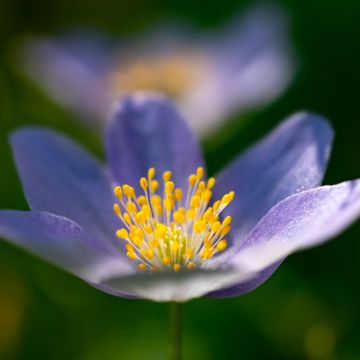 Zawilec gajowy Royal Blue