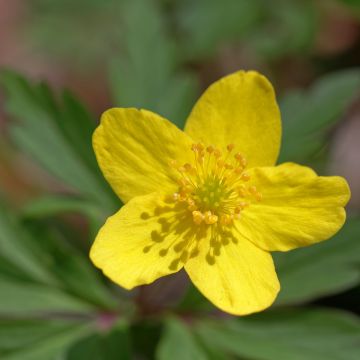 Zawilec żółty - Anemone ranunculoides