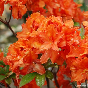 Azalia wielkokwiatowa Orangeade