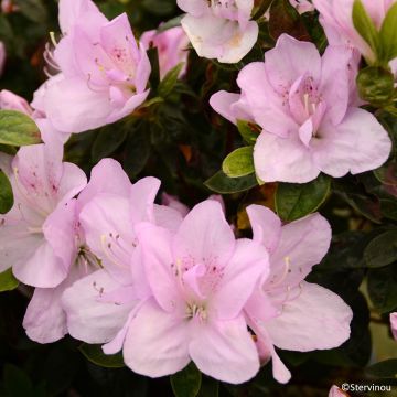Azalia japońska Rêve de Lilas