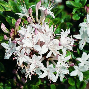 Azalia wielkokwiatowa Sommerduft