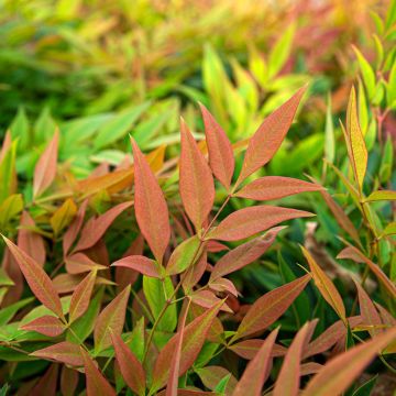 Nandina domowa Magical Sunrise