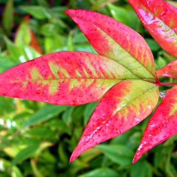 Nandina domowa Moon Bay