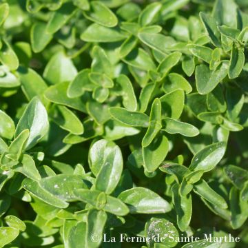 Bazylia Genovese Bio - Ferme de Sainte Marthe