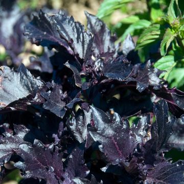 Bazylia Purple Ruffles