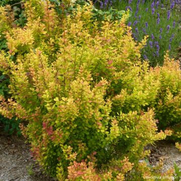 Berberys Thunberga Orange Torch