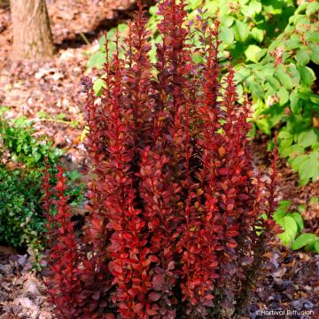 Berberys Thunberga Red Torch