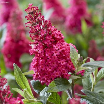 Budleja Dawida Butterfly Candy Little Ruby