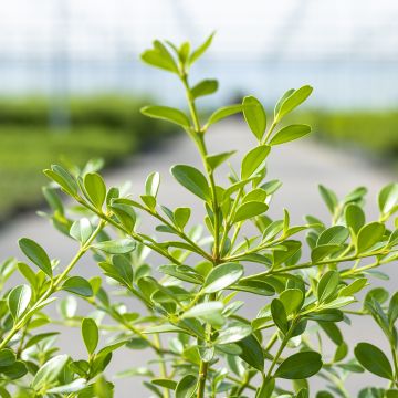 Bukszpan Betterbuxus Skylight