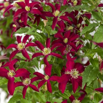 Powojnik Viticella Glorious Red