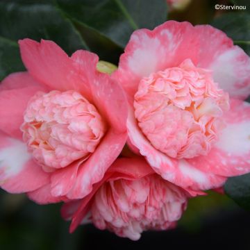Kamelia japońska Baby Sis Pink