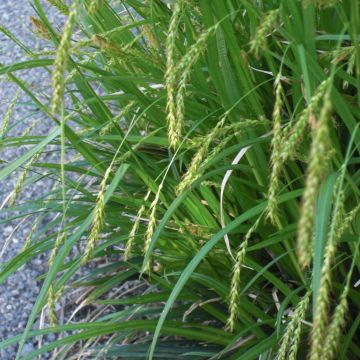 Turzyca leśna - Carex sylvatica
