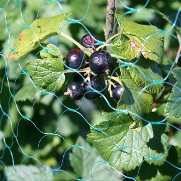 Porzeczka czarna - Ribes nigrum