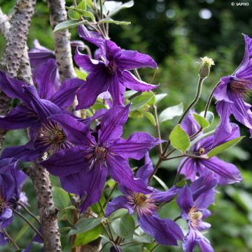 Powojnik bylinowy Saphyra Violetta