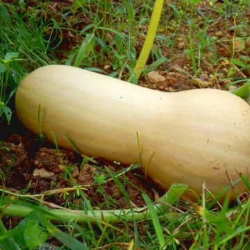 Dynia piżmowa Butternut Hercules F1