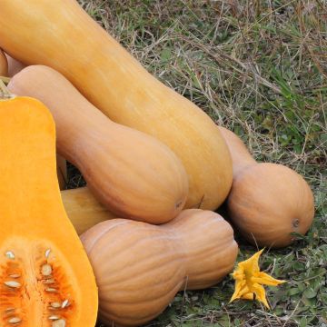 Dynia piżmowa Butternut Waltham