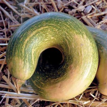 Dynia piżmowa Tromboncino d'Albinga Bio - Ferme de Sainte Marthe