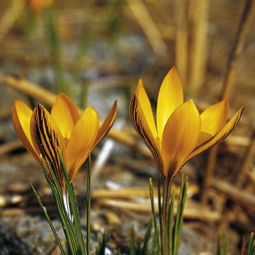 Krokus Stellaris