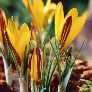 Krokus wąskolistny - Crocus angustifolius