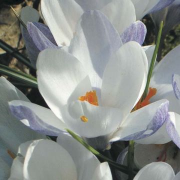 Krokus złocisty Blue Pearl