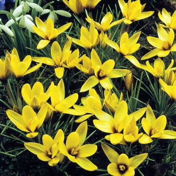 Crocus korolkowii - krokus korolkowa