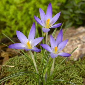 Krokus April View