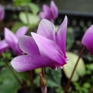 Cyklamen bluszczolistny - Cyclamen hederifolium
