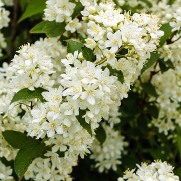 Deutzia gracilis Nikko
