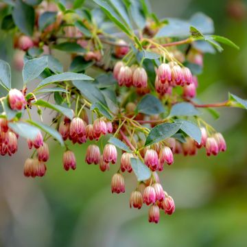 Enkiant dzwonkowaty - Enkianthus campanulatus
